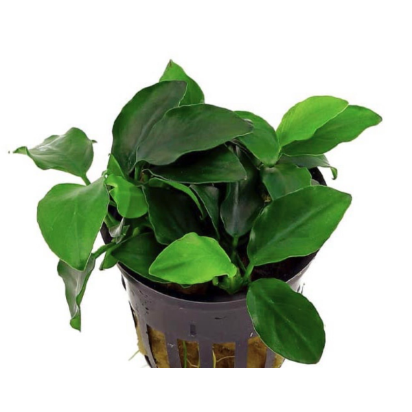 ANUBIA BARTERI NANA PETITE