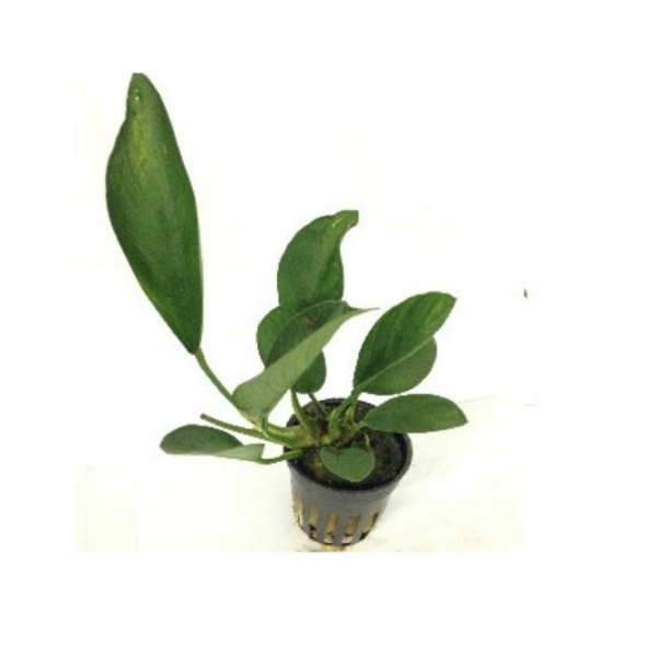 ANUBIA CONGENSIS MACETA