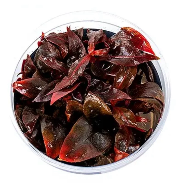 Alternanthera Reineckii Purple In vitro