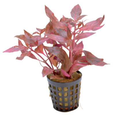 ALTERNANTHERA CARDINALIS VARIEGATA 斑叶莲子草