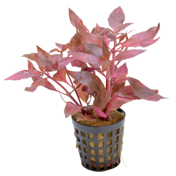 ALTERNANTHERA CARDINALIS VARIEGATA 斑叶莲子草