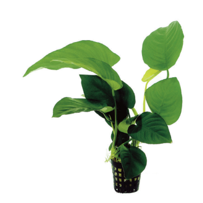 ANUBIAS BARTERI 巴氏水榕
