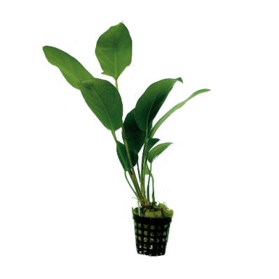 ANUBIAS HASTIFOLIA 叶水榕