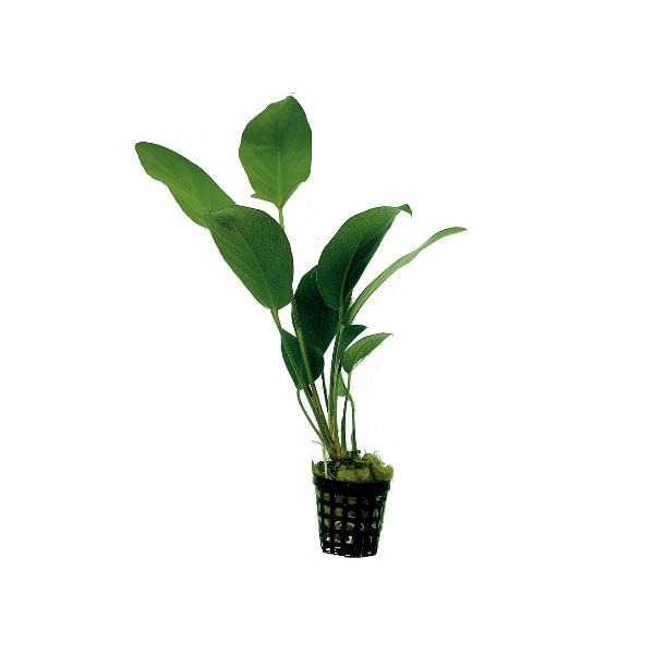 ANUBIAS HASTIFOLIA 叶水榕