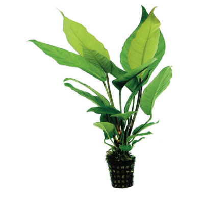 ANUBIAS HETEROPHYLLA 异叶榕