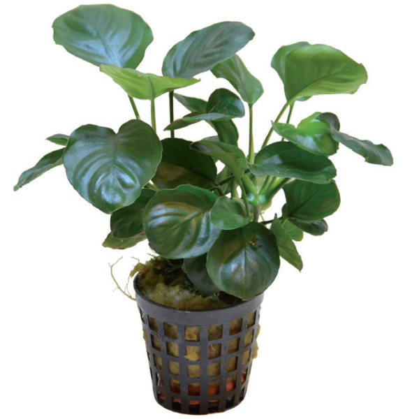 ANUBIAS NANA COIN 娜娜硬币水榕