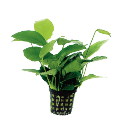 ANUBIAS NANA 矮生水榕