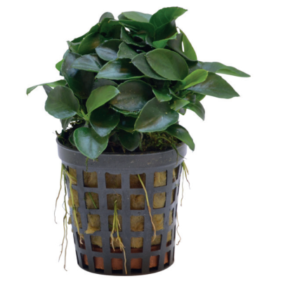 ANUBIAS NANA BONZAI 南印度水榕