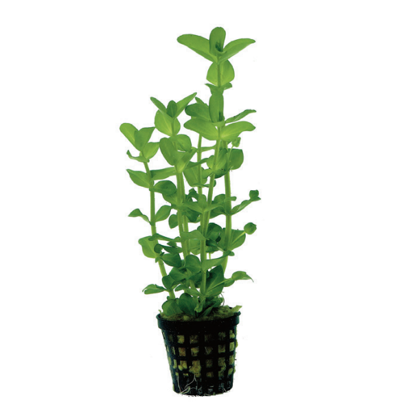 BACOPA AMPLEXICAULIS 假马齿苋