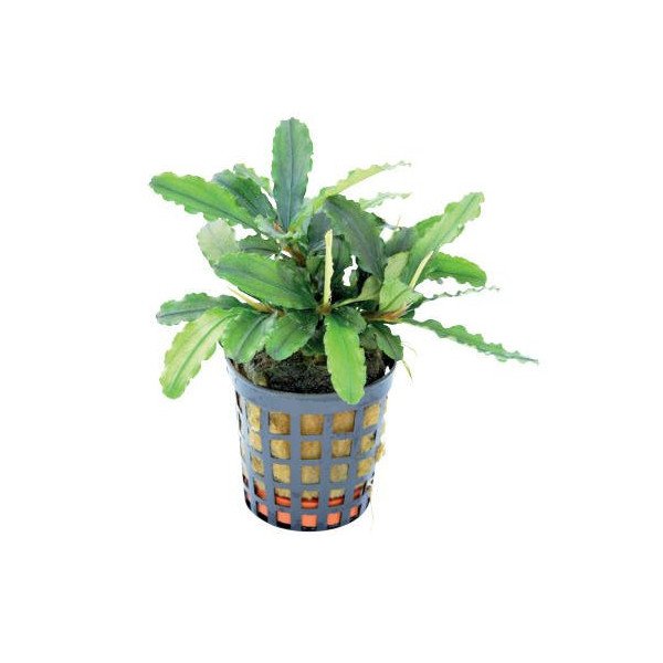 BUCEPHALANDRA THEIA GREEN 绿叶紫薇