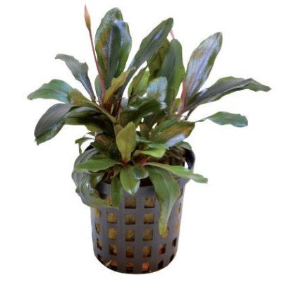 BUCEPHALANDRA THEIA 紫薇