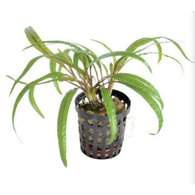 CRYPTOCORYNE BALANSAE 椒草