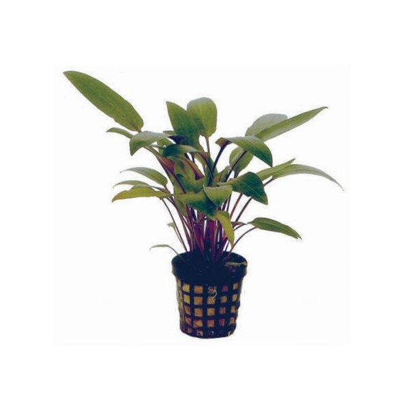 CRYPTOCORYNE BECKETTII 贝克特水喇叭花