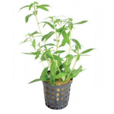 PROSERPINACA PALUSTRIS 沼泽红花