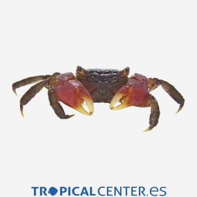 CANGREJO ROJO