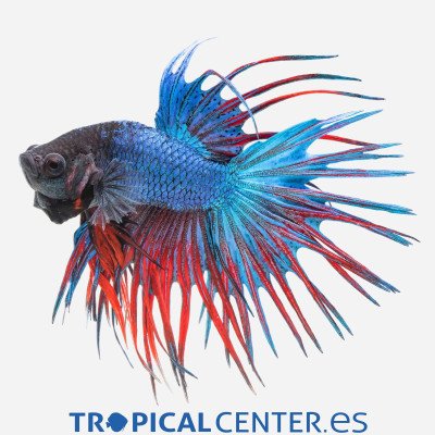 Betta Corona Surtido (macho)
