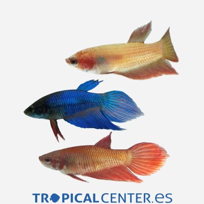 Betta común Surtido (hembra)