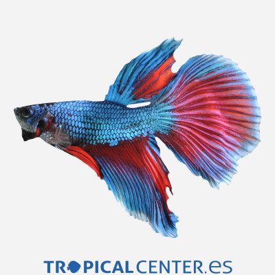 BETTA MACHO SURTIDO