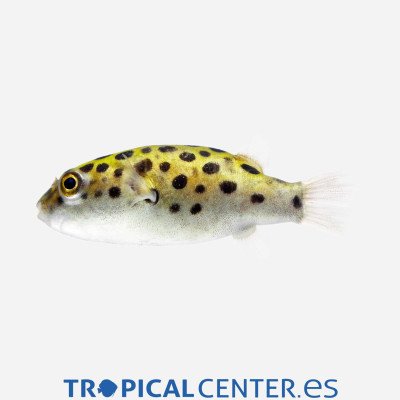 Pez globo moteado