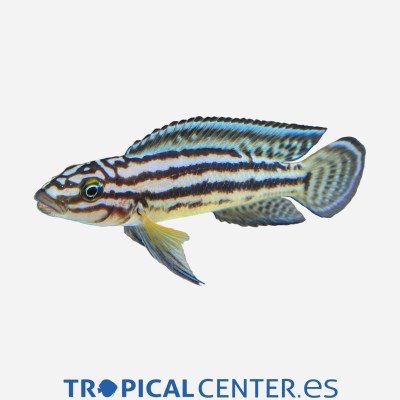 JULIDOCHROMIS MARLIERI HQF