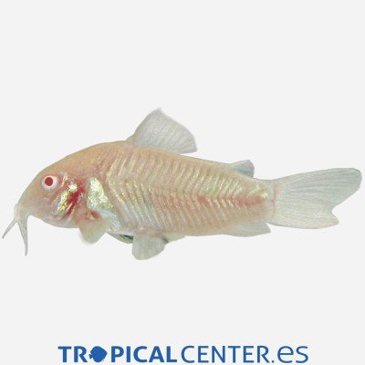 Coridora bronce Albina