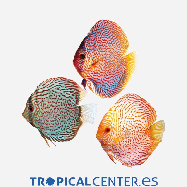 DISCO SURTIDO SELECTO  8 CM