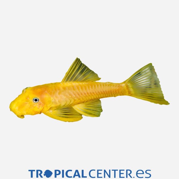 Ancistrus Oro