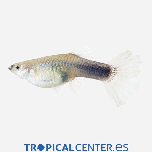 GUPPY HEMBRA SURTIDA