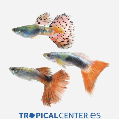 Guppy Surtido