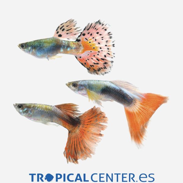 Guppy Surtido