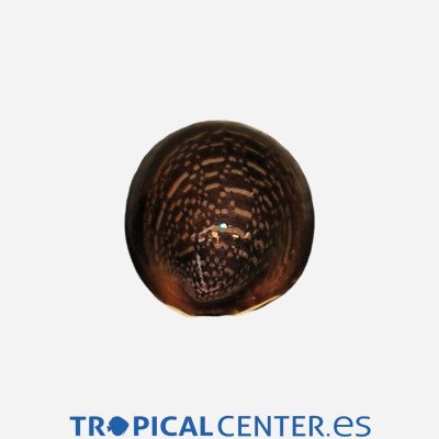 Caracol labios rojos