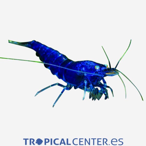 GAMBA SUPER AZUL  1.5-2 CM