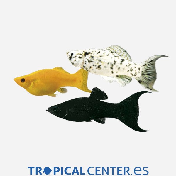 MOLLY LYRA SURTIDA   4-4.5 CM