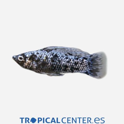 MOLLY MARMOL   4-5 CM