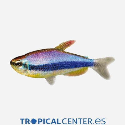 TETRA EMPERADOR AZUL 2-2.5 CM