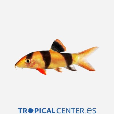 BOTIA PAYASO  4-4.5 CM