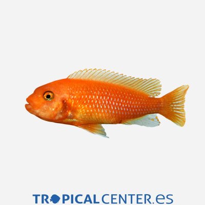 CICLIDO CEBRA ROJO 4.5-5 CM